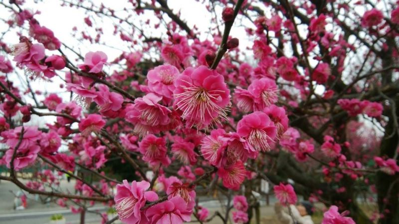 hoa mận đỏ tại công viên Hanegi